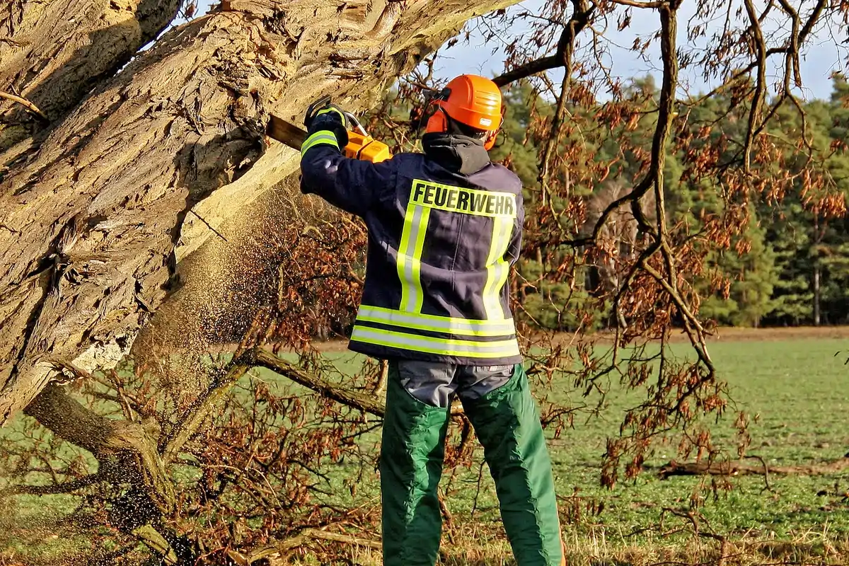 Tree trimming and tree removal services in Hansen, ID for homeowners